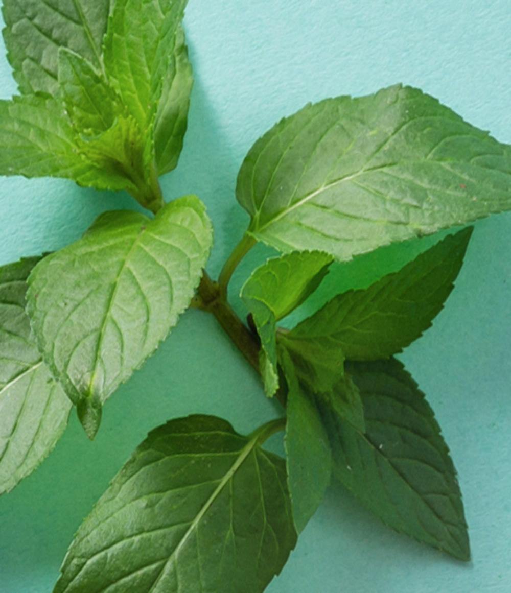 Minty 4-Pack Lip Balm